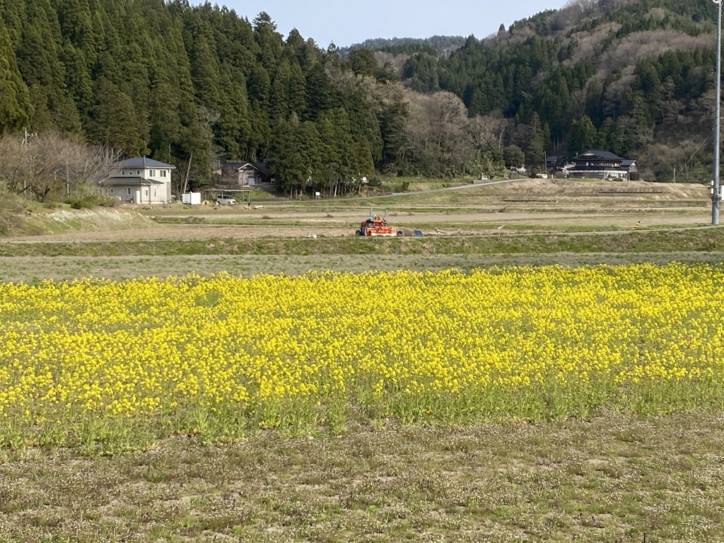 能登　カブの花