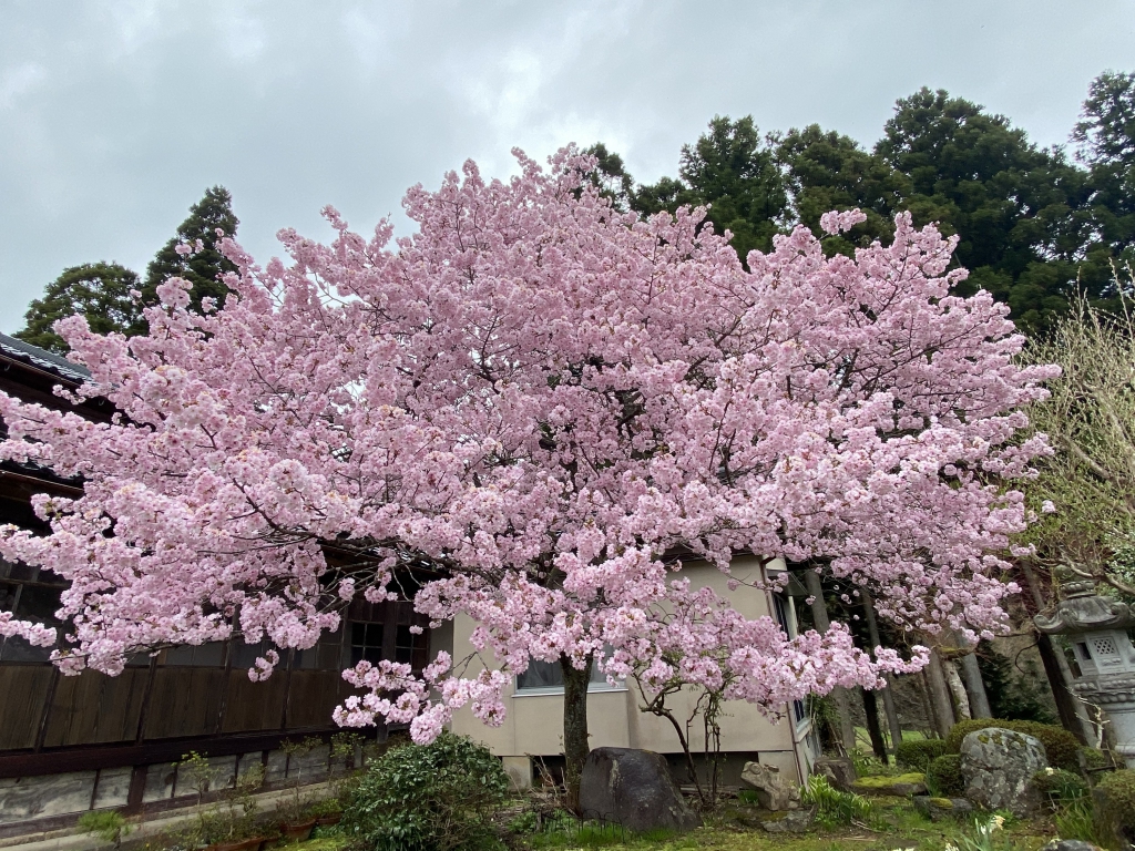 移動販売　八重桜