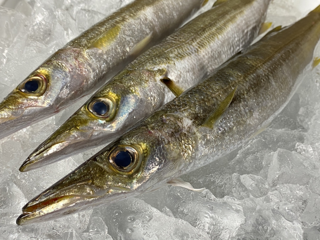 カマス　春　秋