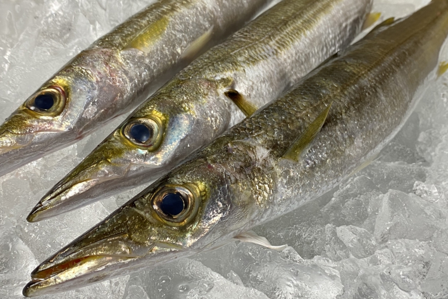 カマス　春　秋